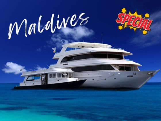 【Limited Promotion】Maldives Sachika Luxury Liveaboard 9D7N